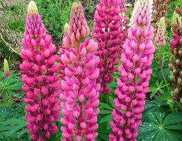 Люпин Розовый (Gallery Pink)  купить