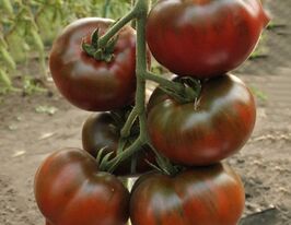 Томат Бронзон F1купити