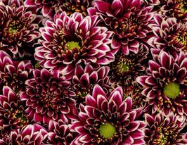 Хризантема Аметист Дарк (Amethyst Dark)купити