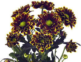 Хризантема Аутумн Єллоу (Autumn Yellow)купити