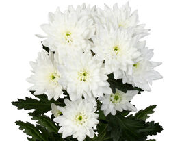 Хризантема Фрозен (Frozen) купити