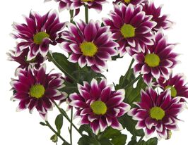 Хризантема Гайдар (Haydair)купити