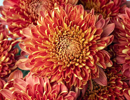 Хризантема Хорнбилл Салмон (Hornbill Salmon) купить