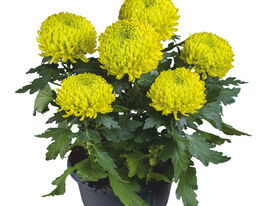 Хризантема Жаде Грін (Jade Green)купити