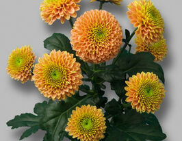 Хризантема Дженни Оранж (Jeanny Orange) купить