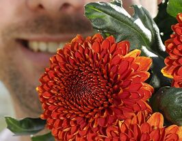 Хризантема Паладов Дарк (Paladov Dark) купить