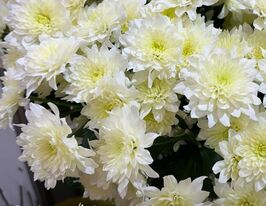 Хризантема Пастела Вайт (Pastela White)купити