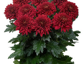 Хризантема Рабело (Rabelo)купити