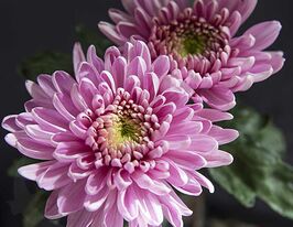 Хризантема Россано Дарк (Rossano Dark)купити