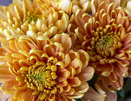 Хризантема Россано Оранж (Rossano Orange)купити