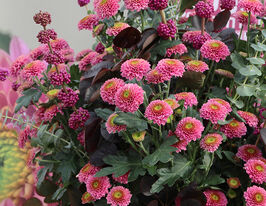 Хризантема Сувенір (Souvenir)купити