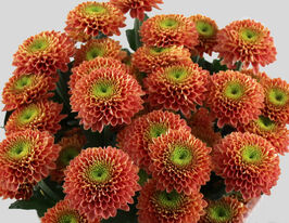 Хризантема Сувенір Оранж (Souvenir Orange)купити