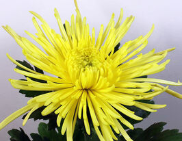 Хризантема Спіро Єллов (Spiro Yellow)купити