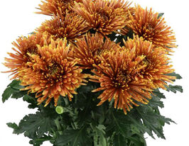 Хризантема Тула Коппер (Tula Copper)купити