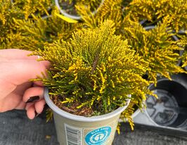 Хебе Джеймс Стірлінг (Hebe James Stirling)купити