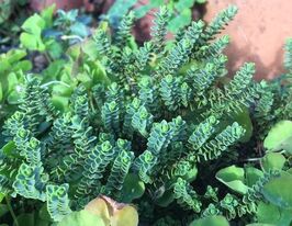 Хебе Буханані мінор (Hebe Buchanani minor)купити