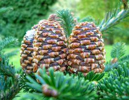 Ялиця Фрейзера (Abies Fraseri)купити