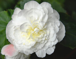 Бегония клубневая (махровая) Нонстоп F1 Белая купить