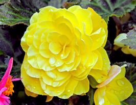 Бегония клубневая (махровая) Нонстоп F1 Желтая купить