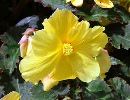 Бегонія бульбова ампельна Іллюмінейшен F1 Лемонкупити