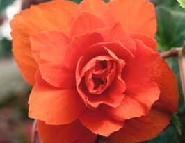 Бегония клубневая ампельная Иллюминейшен F1 Оранжевая купить