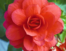 Бегония клубневая ампельная Иллюминейшен F1 Розовая купить