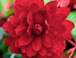 Бегонія бульбова ампельна Іллюмінейшен F1 Червонакупити