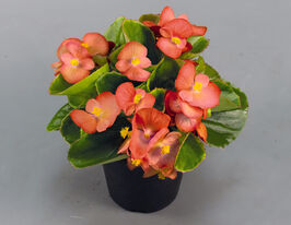 Бегония Спринг Плюс F1 оранжевая купить