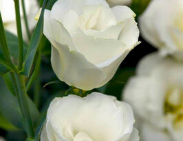 Еустома махрова Флаєр F1 білакупити