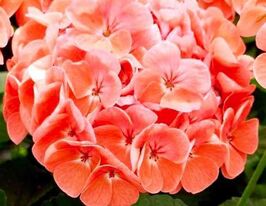 Пеларгонія зональна Йітка F1купити