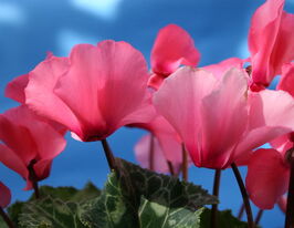 Цикламен персидський Перла фон Целендорф світло-лососевийкупити