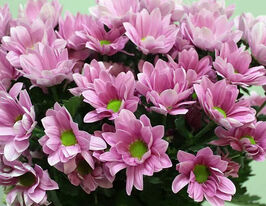 Хризантема Ріхана (Rihanna)купити