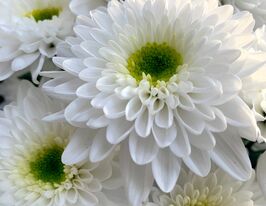 Хризантема Коммандер (Commander) купить