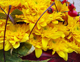 Хризантема Пастела Жовта (Pastela Golden)купити