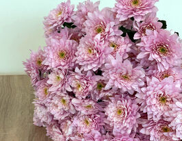 Хризантема Пастела Рожева (Pastela Pink)купити