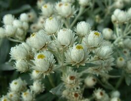 Анафалис триж.Зоммершнее (Anaphalis trip.Sommershnee) купить