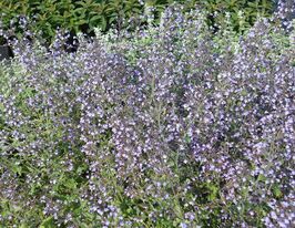 Каламінта котовникова Блю Клоуд (Calamintha nep.Blue Cloud)купити
