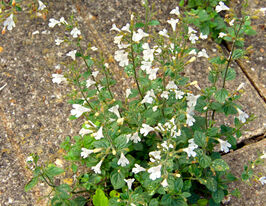 Каламінта котовникова Вайт Клоуд (Calamintha nep.White Cloud)купити