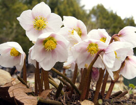 Морозник чорний Праекокс (Helleborus niger Praecox)купити