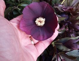 Морозник Блю Леді (Helleborus Blue Lady)купити