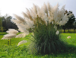 Кортадерія (Пампасна трава) біла (Cortaderia sell. White)купити