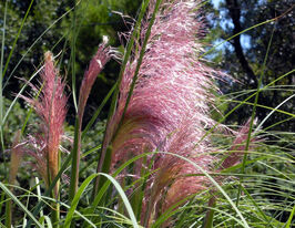 Кортадерія (Пампасна трава) рожева (Cortaderia sell. Rosea)купити