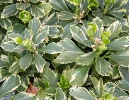 Пахісандра верхівкова Варієгата (Pachysandra terminalis Variegata)купити