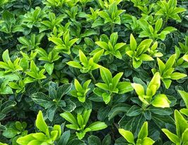 Пахісандра верхівкова Грін Шин (Pachysandra terminalis Green Sheen)купити