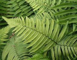 Щитовник (Dryopteris atrata cycadina)купити