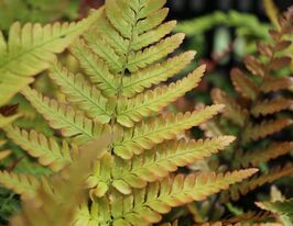Щитовник (Dryopteris erythrosora)купити