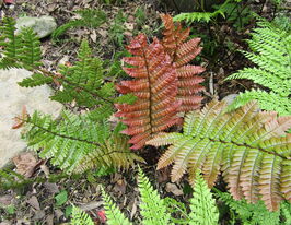 Щитовник (Dryopteris lepidopoda)купити