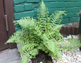 Щитовник Крістата зе Кінг (Dryopteris affinis Cristata The King)купити