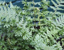 Щитовник споріднений Августата Кріспата (Dryopteris affinis Angustata Cristata)купити