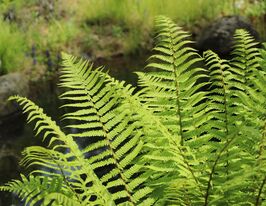 Щитовник чоловічий (Dryopteris filix-mas)купити